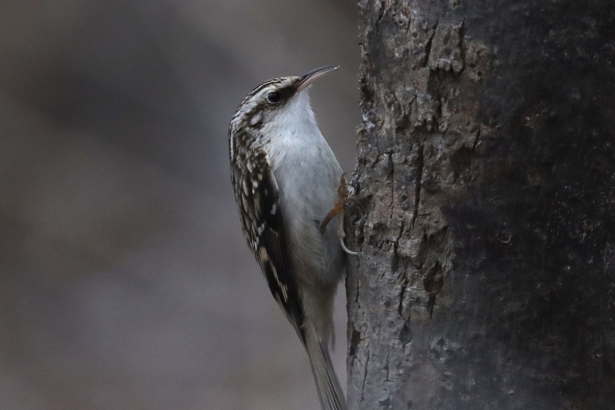 Brown Creeper - ML399844611