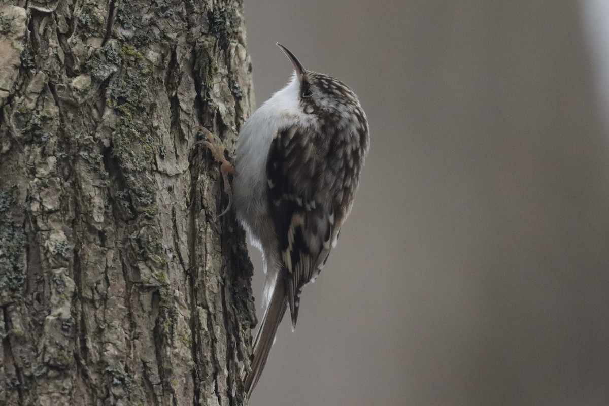 Brown Creeper - ML399844631