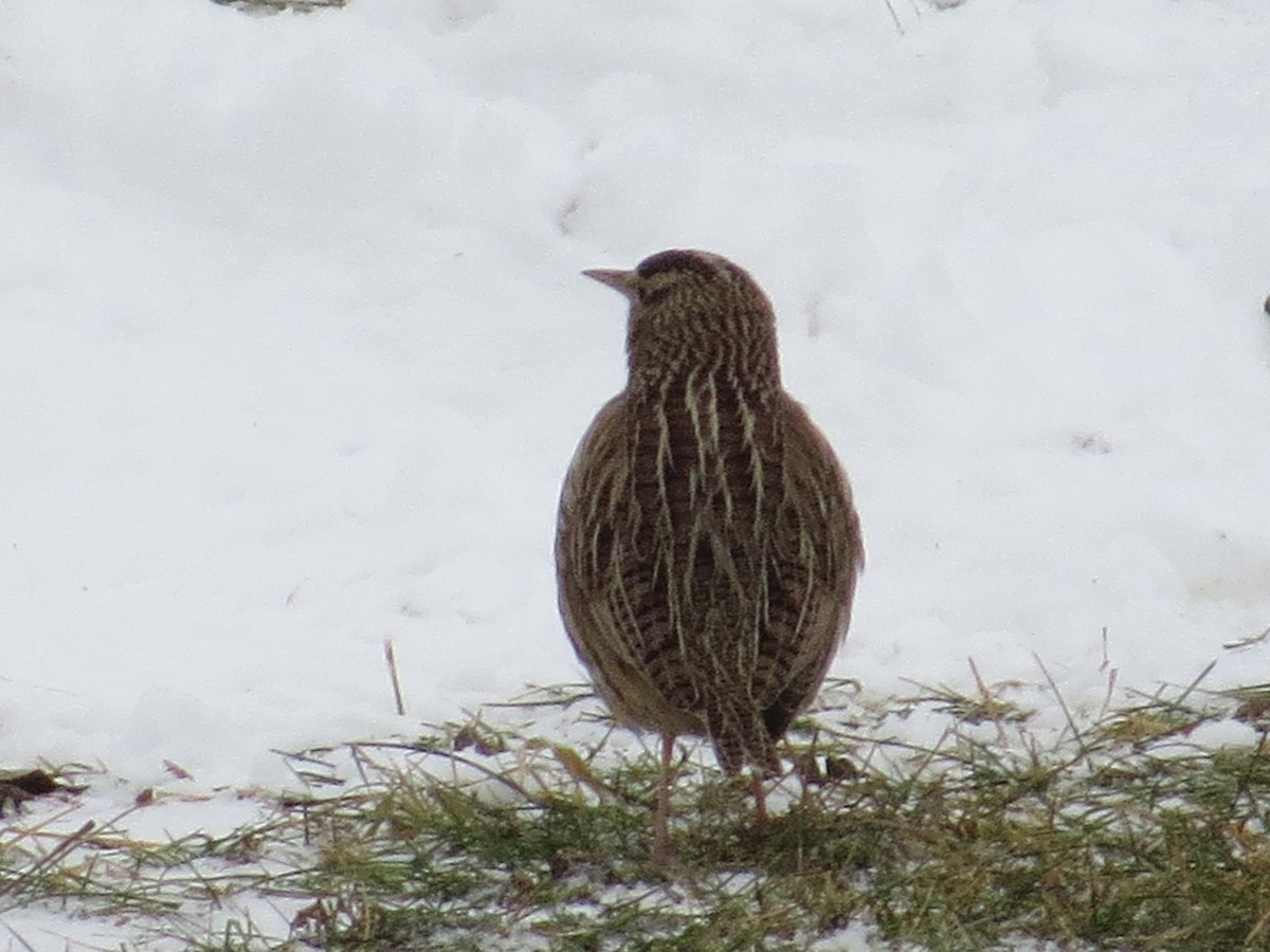 Western Meadowlark - ML399844971