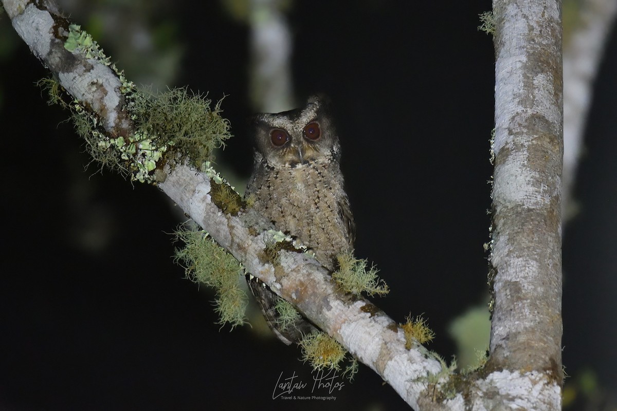 Everett's Scops-Owl - ML399845111