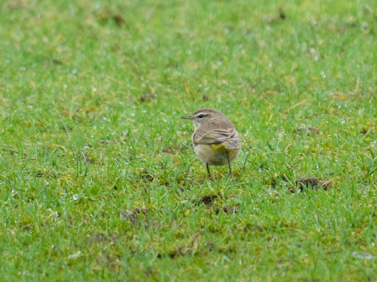 Palm Warbler - ML399845131