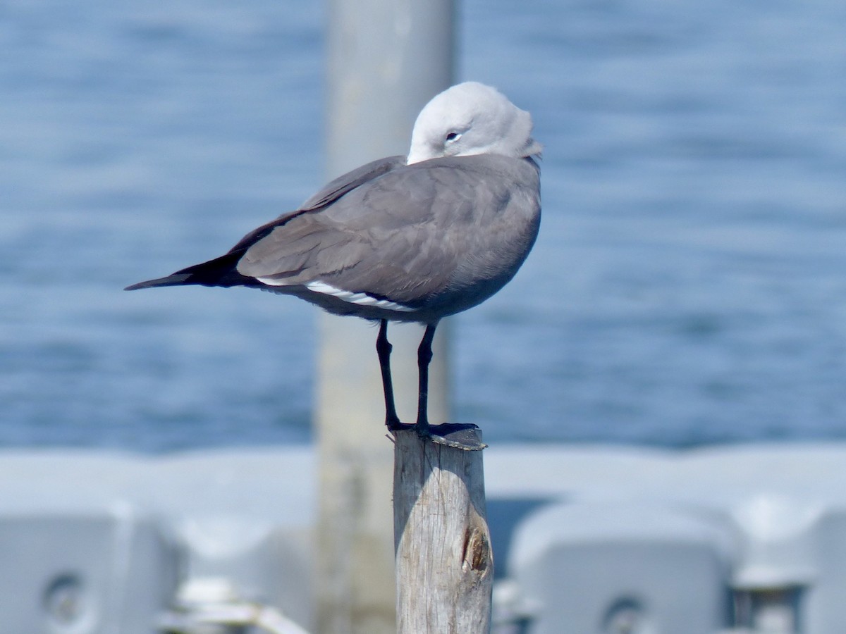 Gray Gull - Laura Blutstein