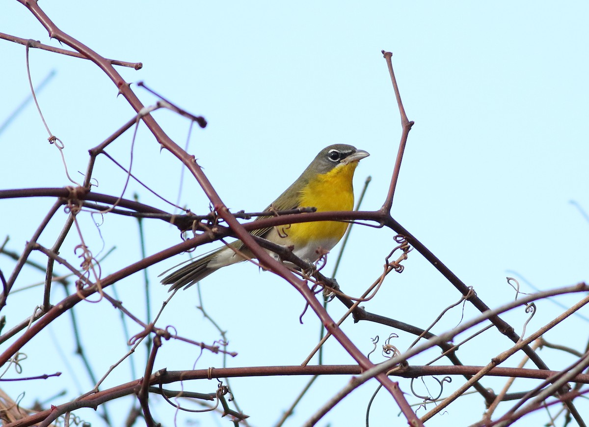 Yellow-breasted Chat - ML399847281