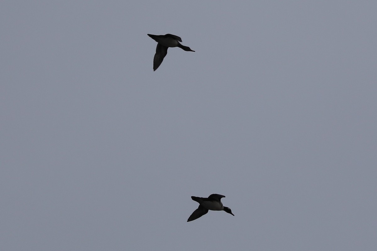 Hooded Merganser - ML399847321