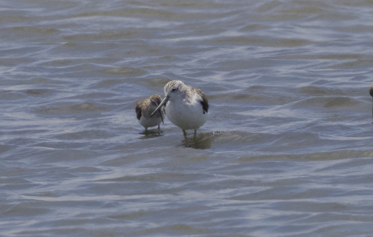 Common Greenshank - ML399847891