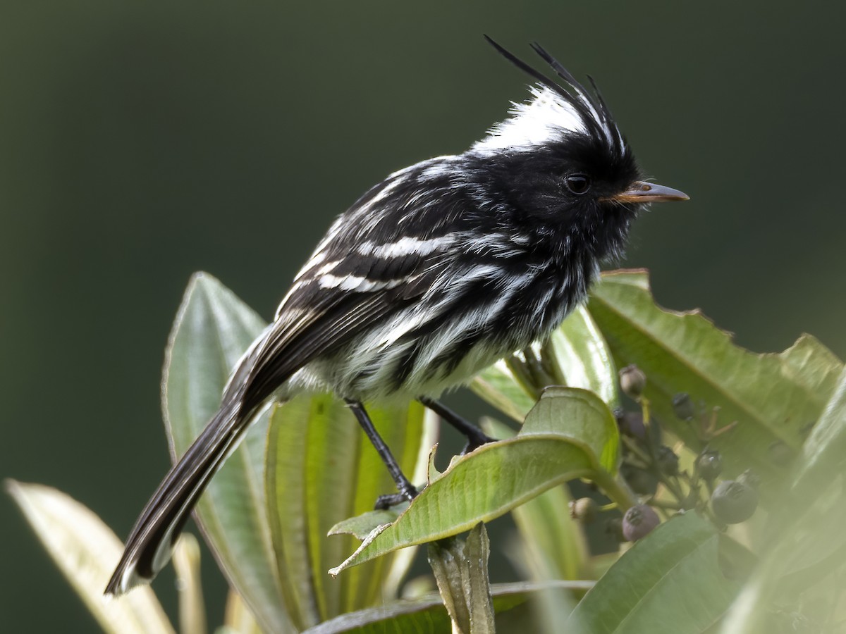 Black-crested Tit-Tyrant - Andres Vasquez Noboa