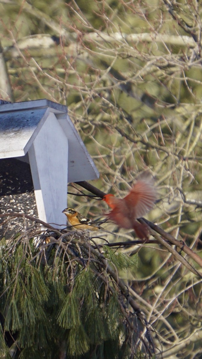 Black-headed Grosbeak - ML399848741