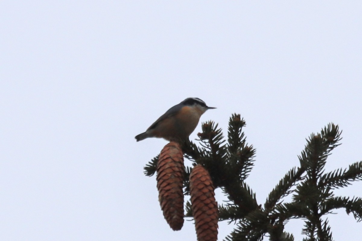 Red-breasted Nuthatch - ML399849171