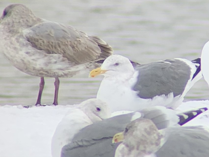 Western x Glaucous-winged Gull (hybrid) - ML399851181