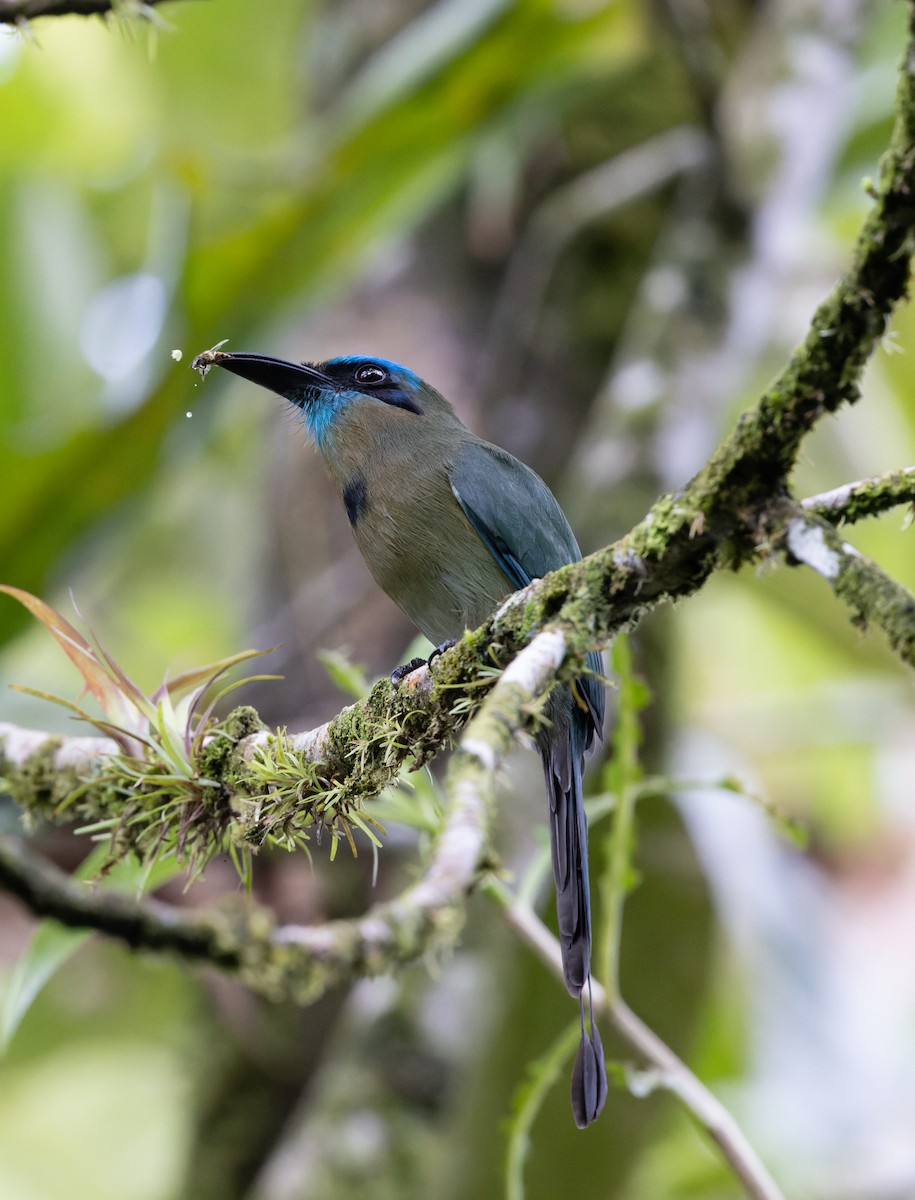 Motmot à bec caréné - ML399851671