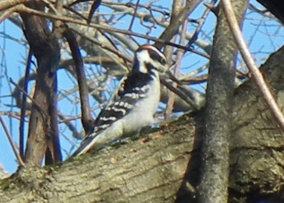 Hairy Woodpecker - ML399851771