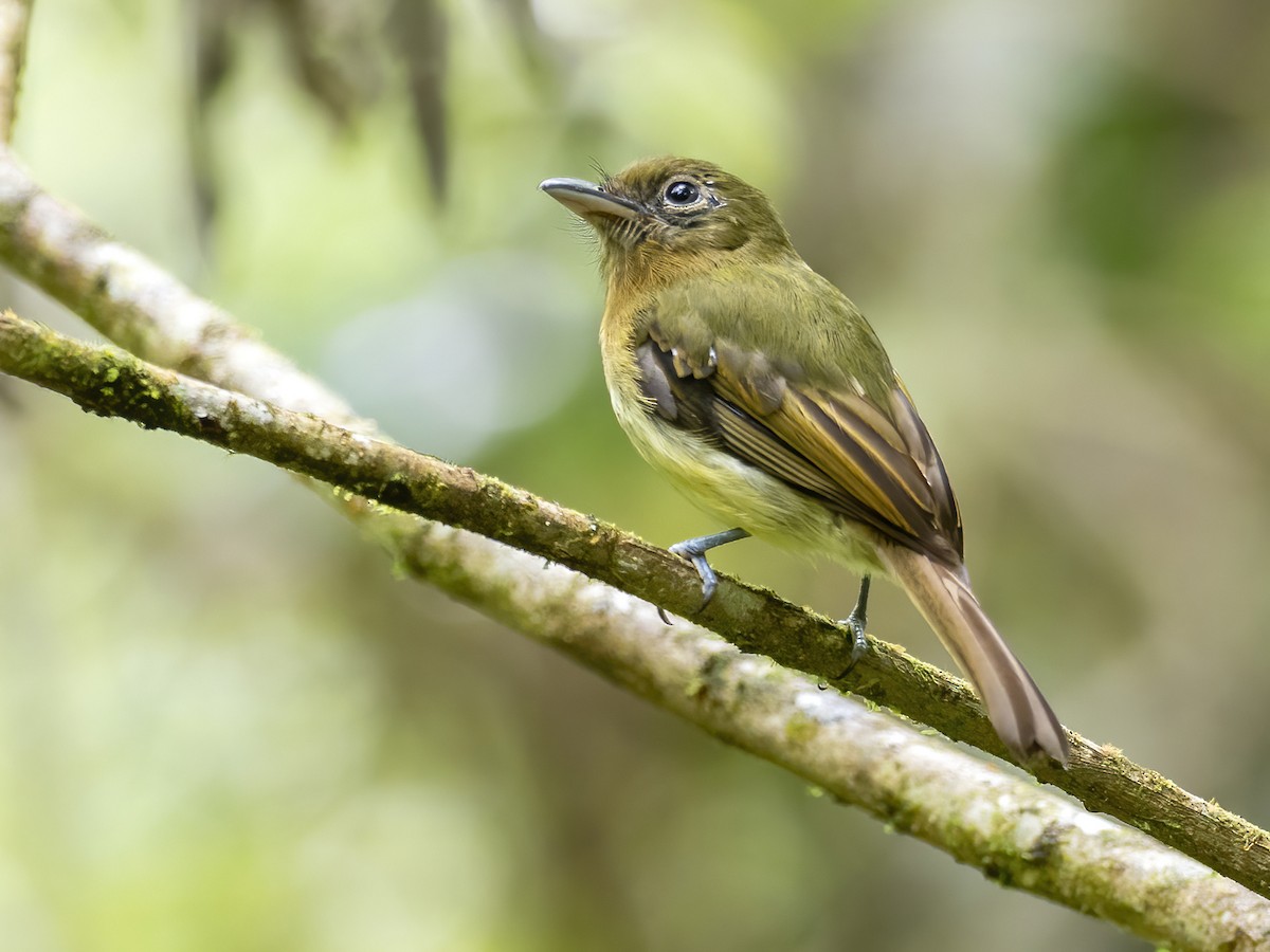 Fulvous-breasted Flatbill - Andres Vasquez Noboa