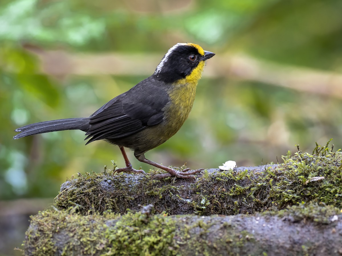 Pale-naped Brushfinch - Andres Vasquez Noboa