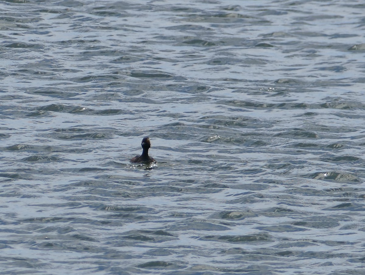 Eared Grebe - ML399854801