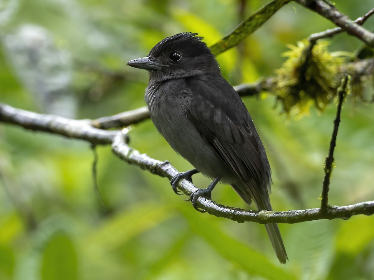 One-colored Becard - Andres Vasquez Noboa