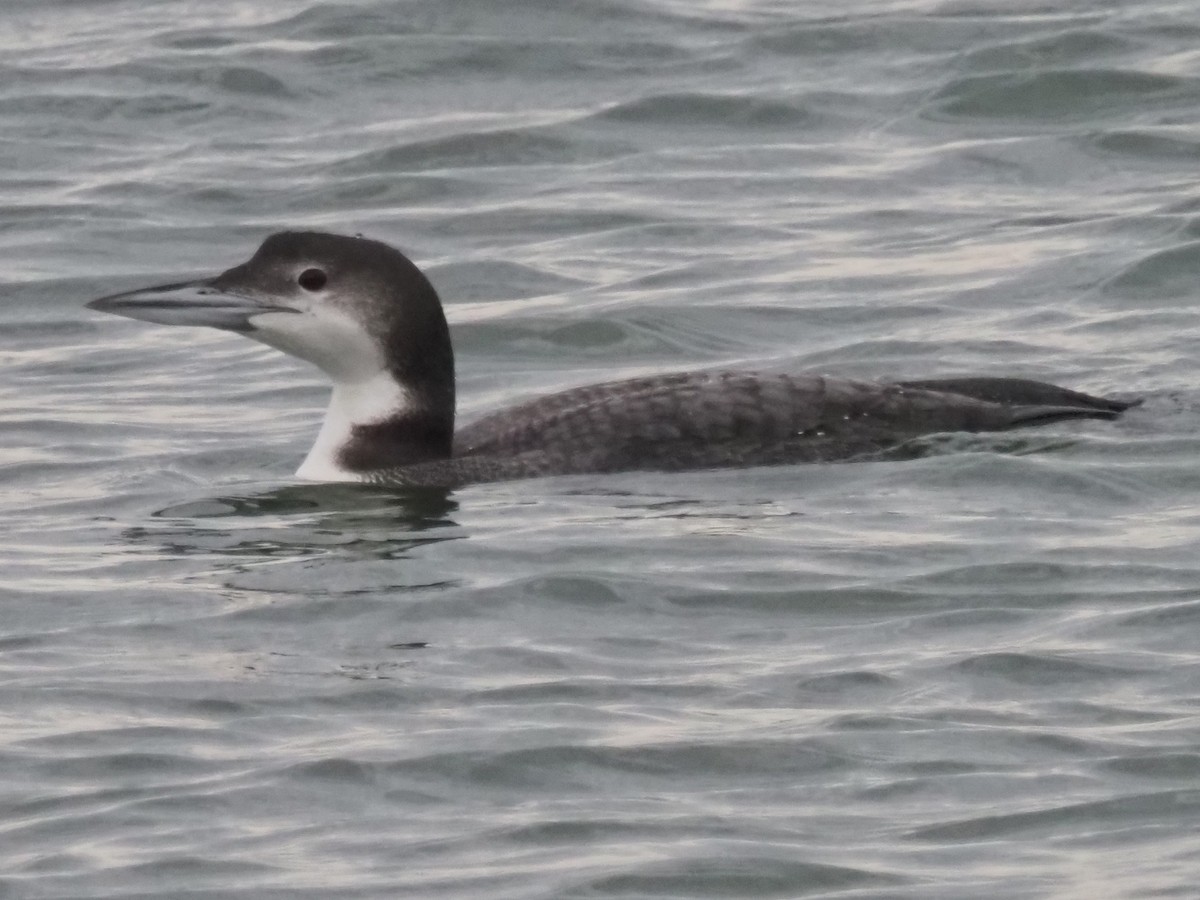 Common Loon - ML399856451
