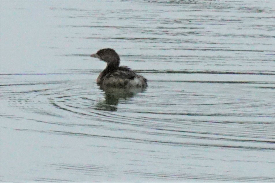 Pied-billed Grebe - ML399857021