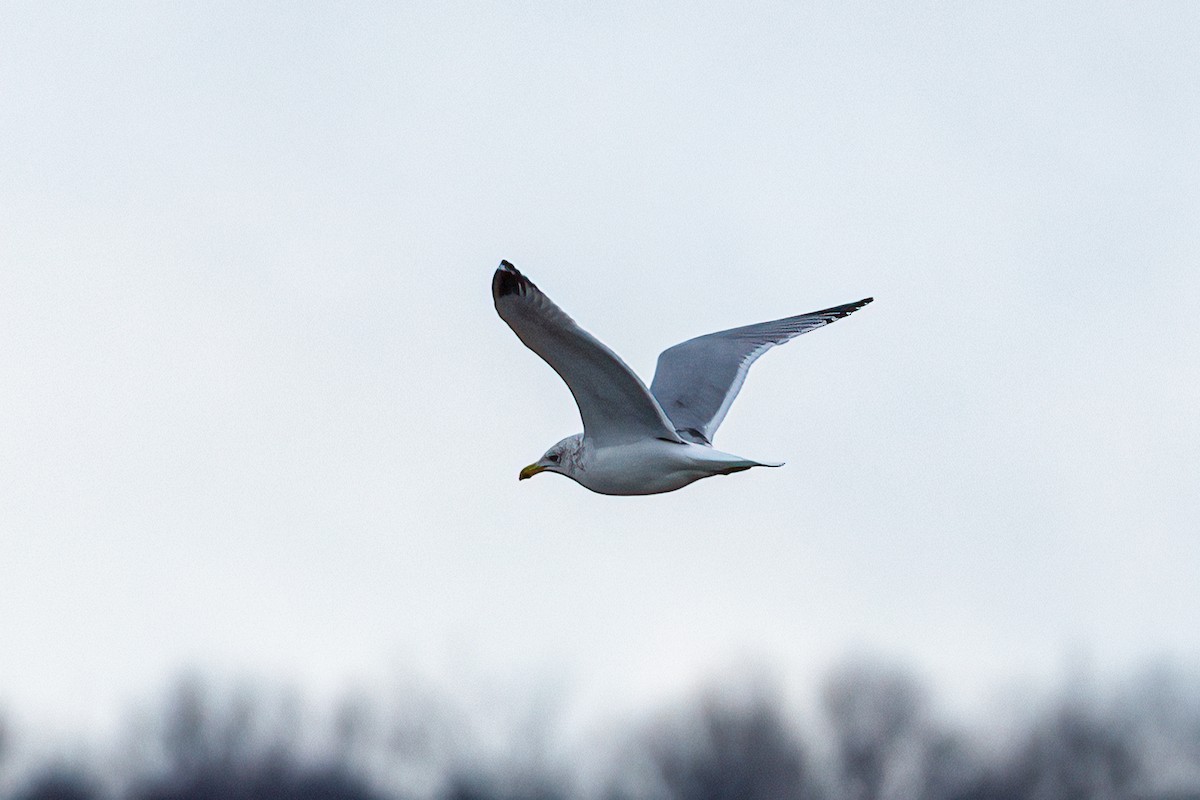 Herring Gull - ML399857181