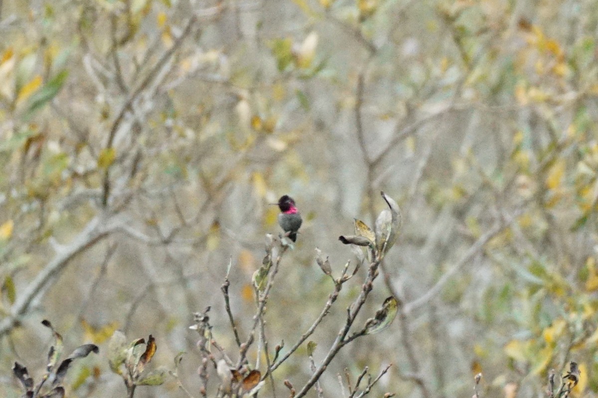 Anna's Hummingbird - Andersen Yun