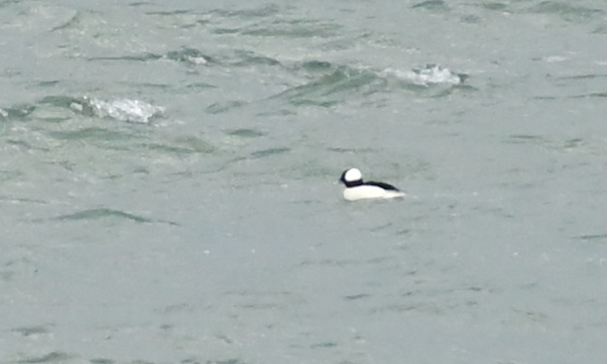 Bufflehead - ML399859191