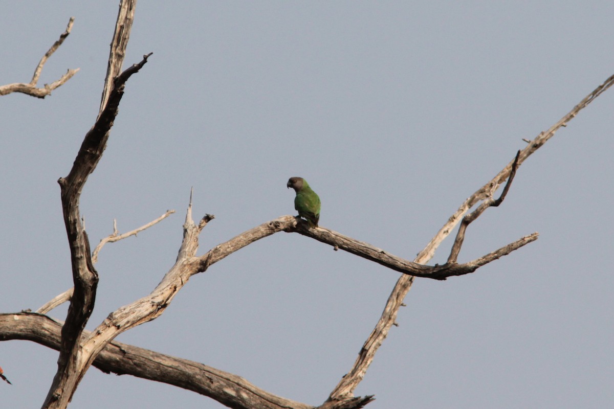 Senegal Papağanı - ML399859281