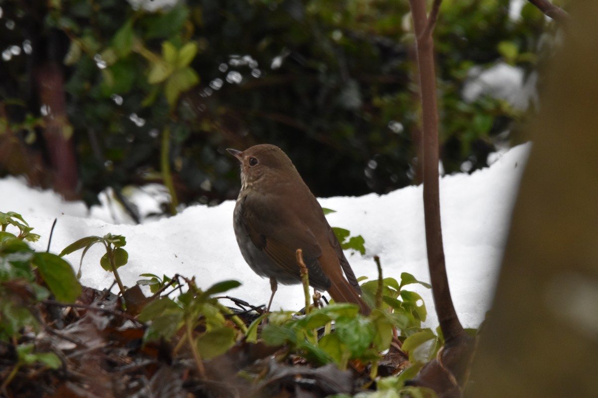 Hermit Thrush - ML399859291