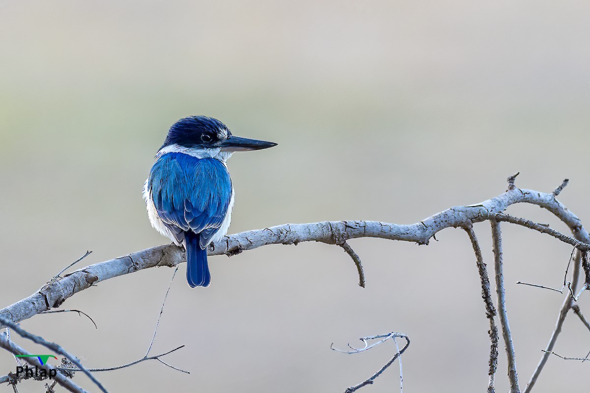 Forest Kingfisher - Rodney Appleby