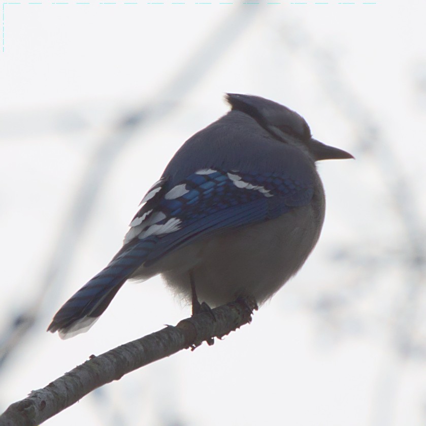 Blue Jay - ML399861521