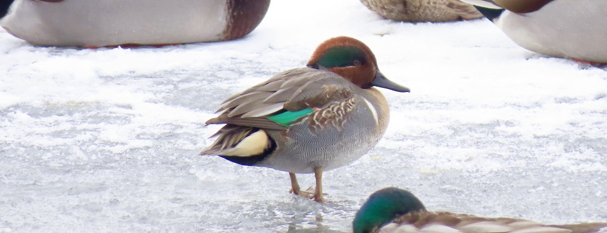 Green-winged Teal (American) - Jon P. Ruddy