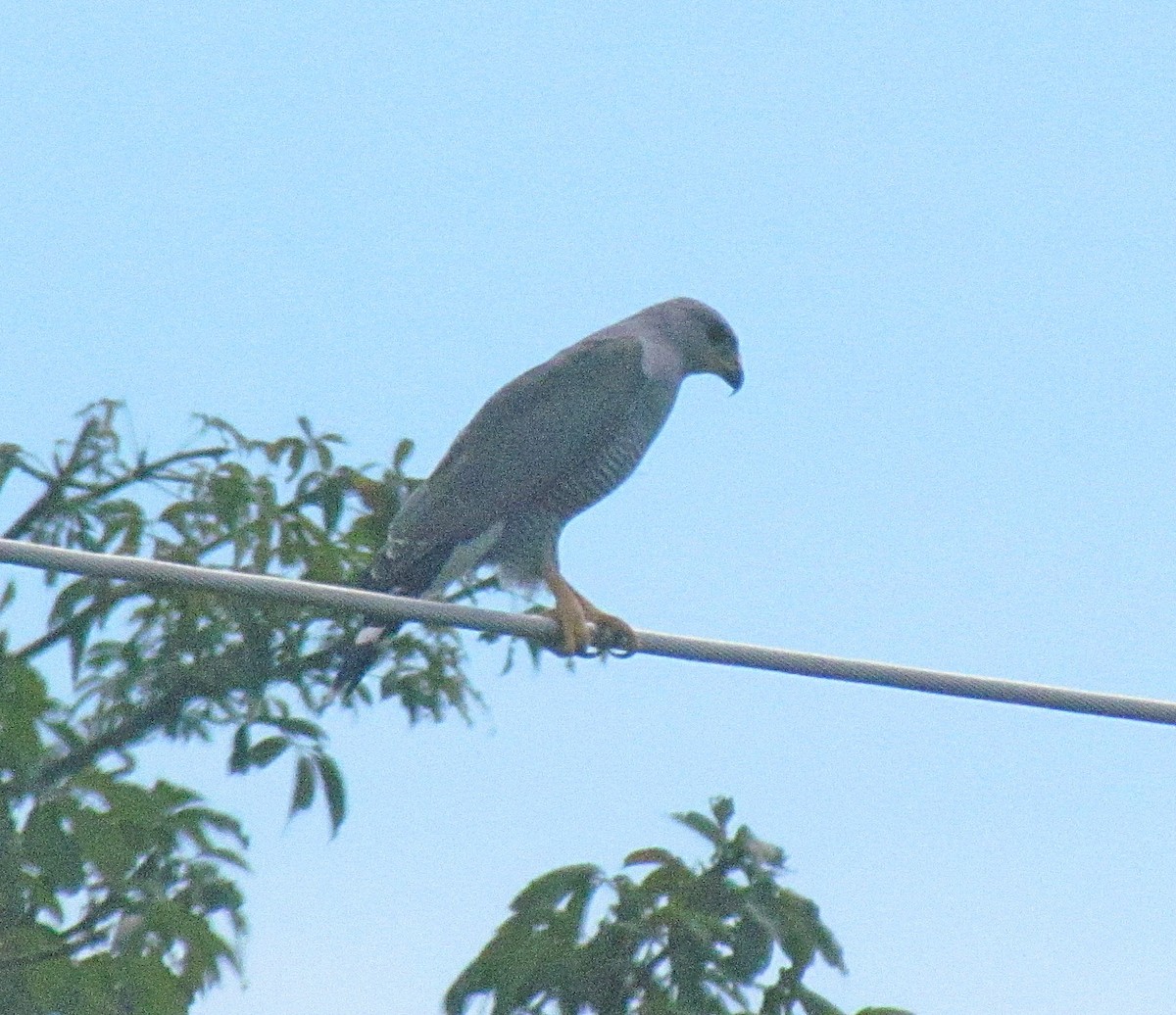 Gray Hawk - ML399862841