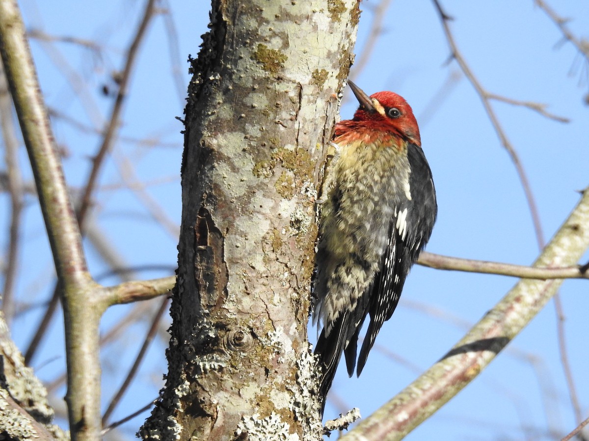 Red-breasted Sapsucker - ML399863281
