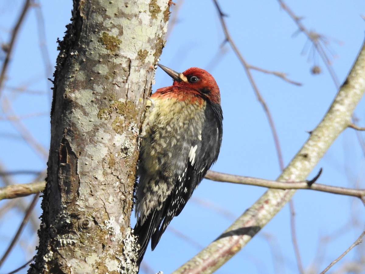 Red-breasted Sapsucker - ML399863331