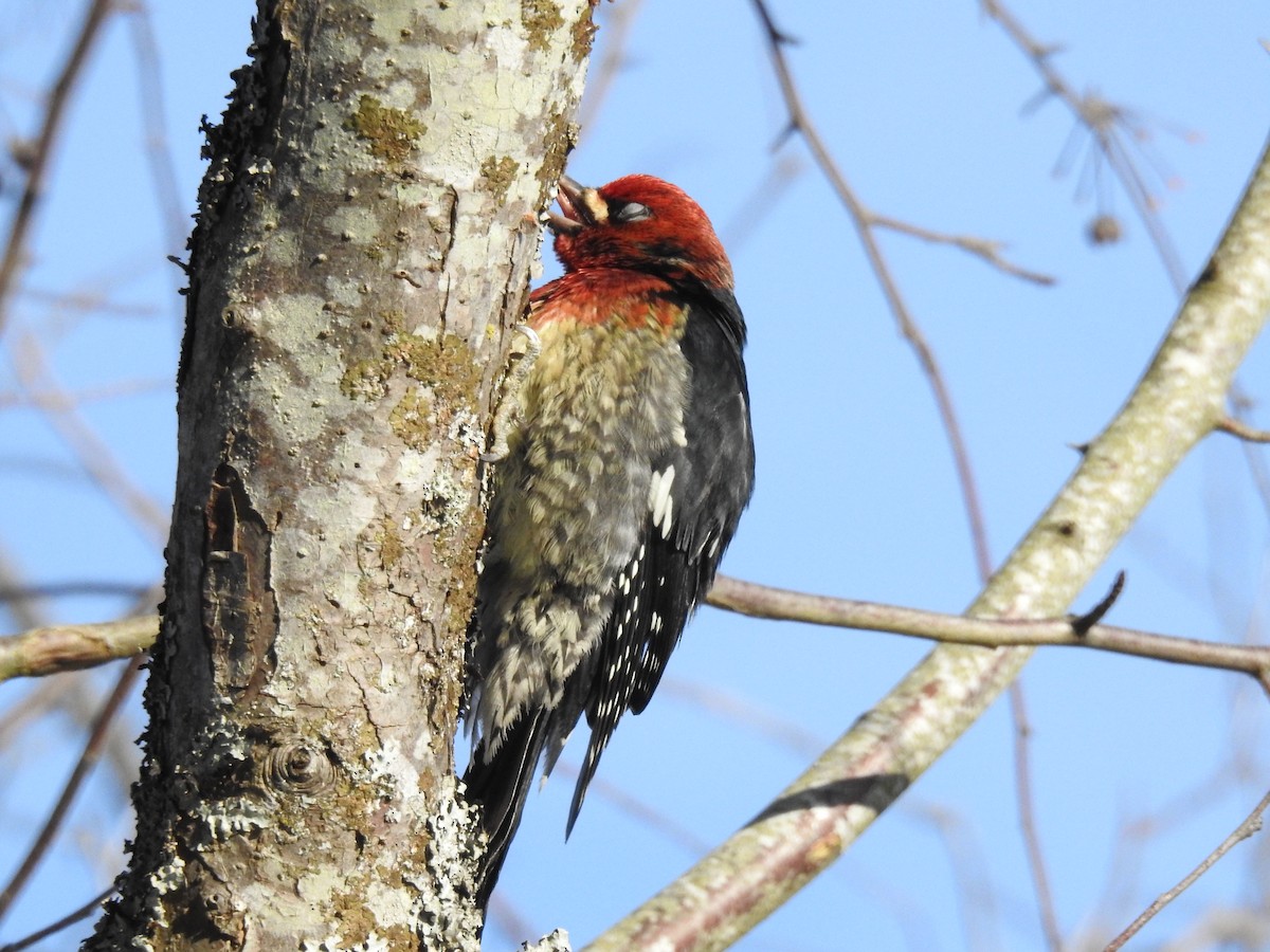 Red-breasted Sapsucker - ML399863341