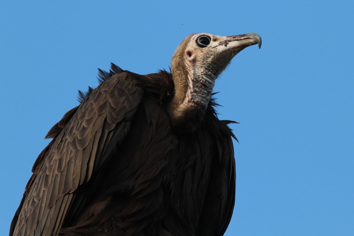 Hooded Vulture - ML399863941
