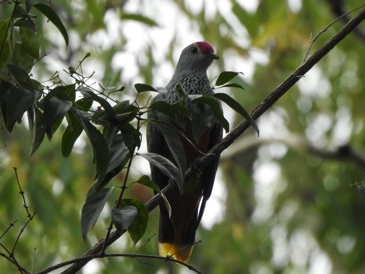 Rose-crowned Fruit-Dove - ML399865671
