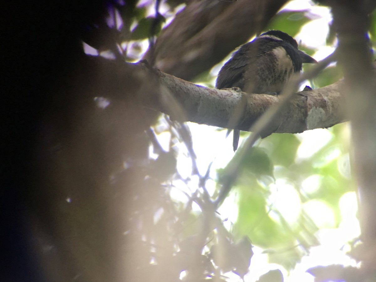 Black-breasted Puffbird - ML399865871