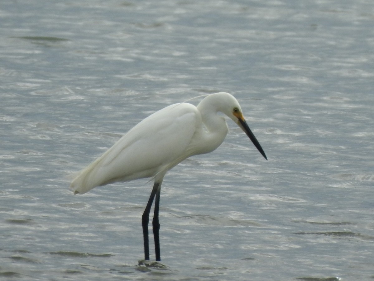 Little Egret - ML399866011