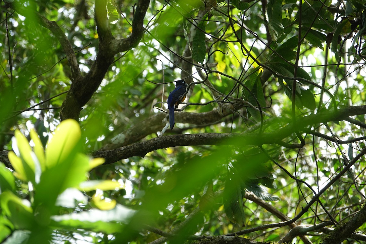 White-tailed Trogon - ML399866231