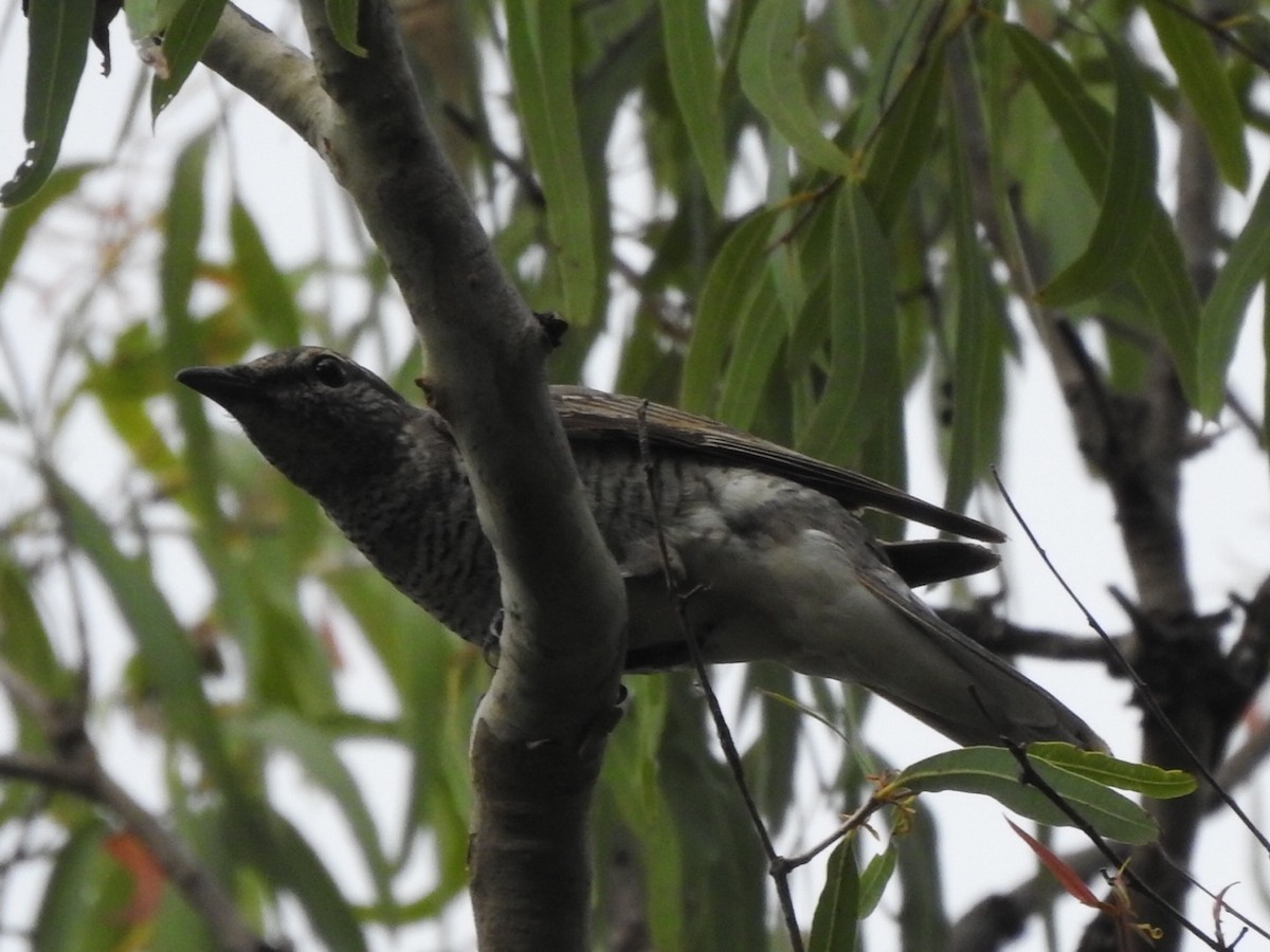 Common Cicadabird - ML399866251