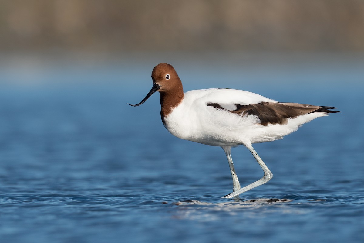 Avocette d'Australie - ML399869701