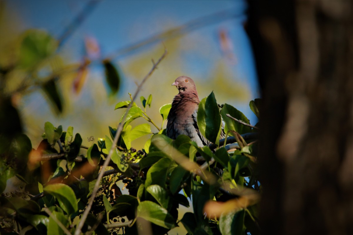 Pigeon à bec rouge - ML399871481