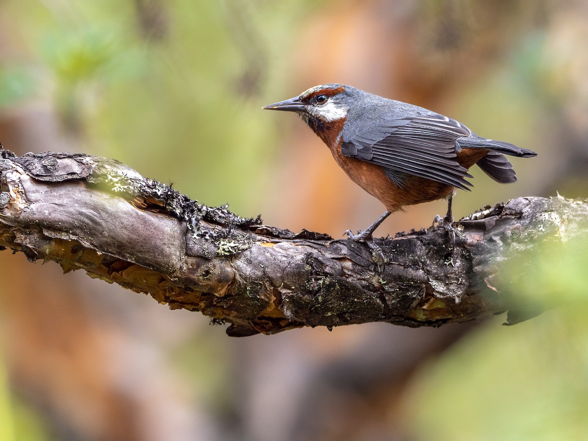 Giant Conebill - Andres Vasquez Noboa