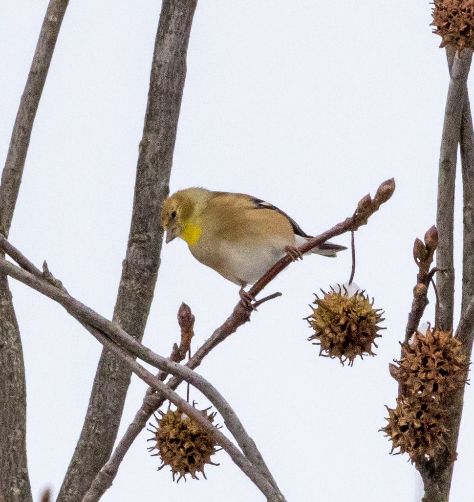 American Goldfinch - ML399873701