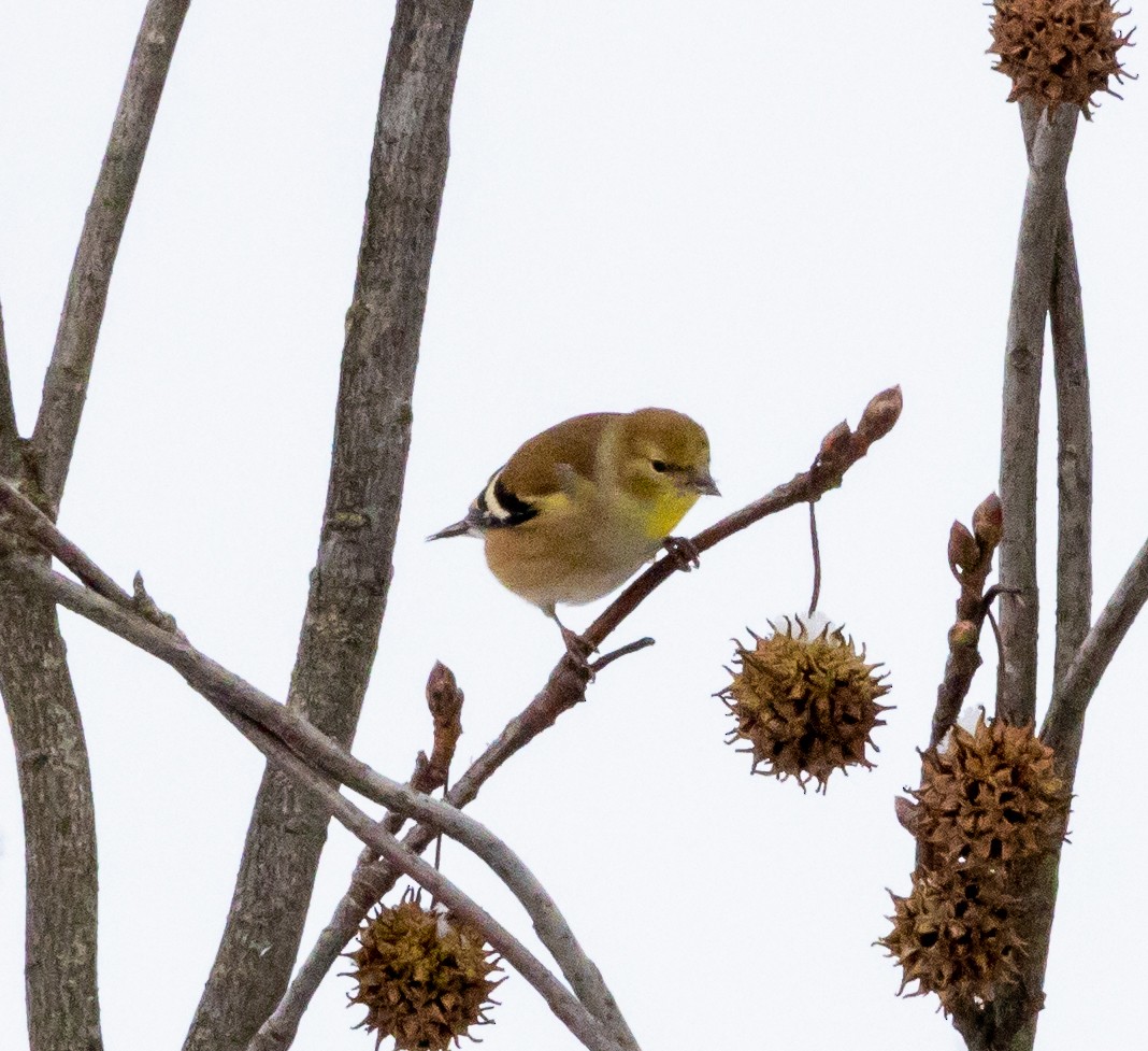 American Goldfinch - ML399873711