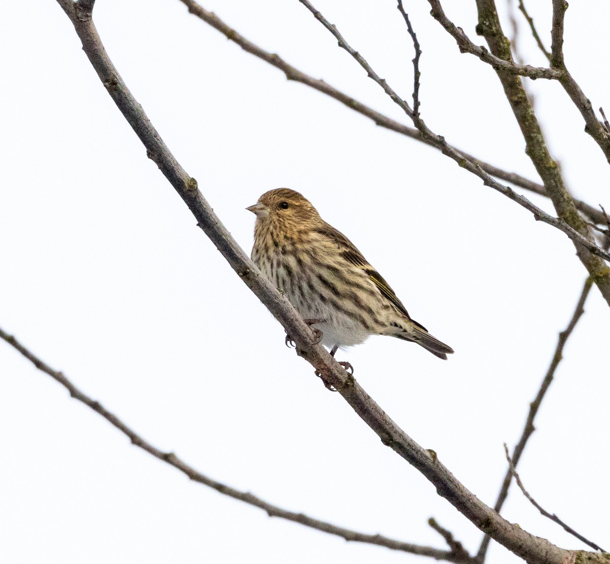 Pine Siskin - ML399873771
