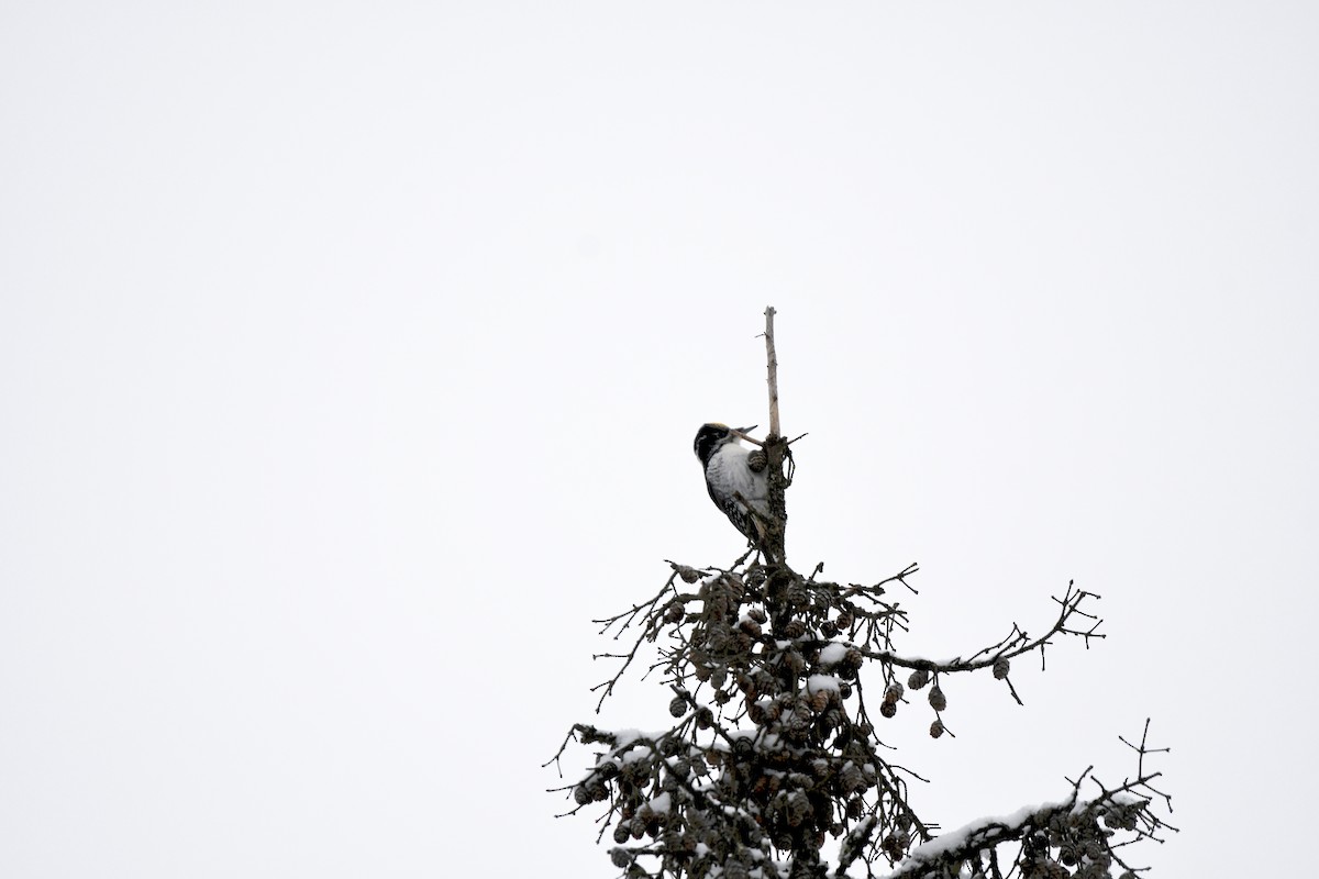 American Three-toed Woodpecker - ML399875031