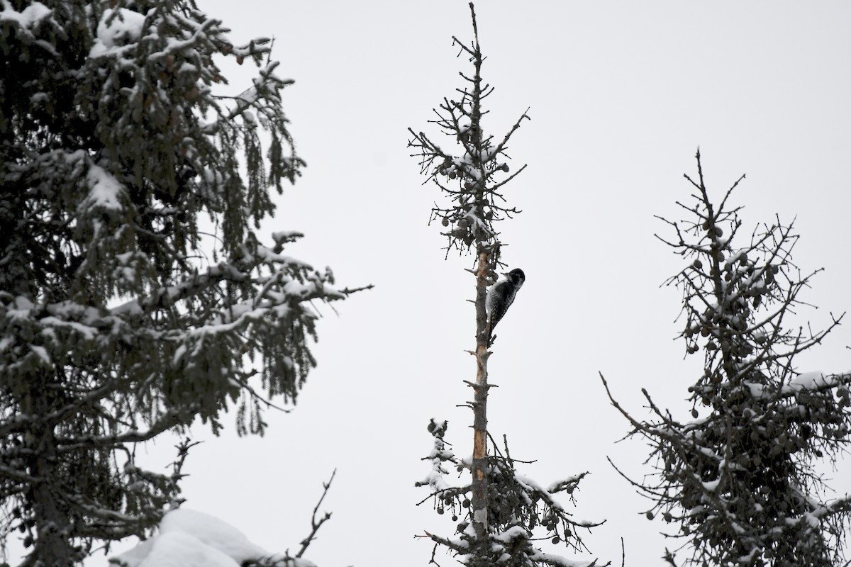 American Three-toed Woodpecker - Monica Siebert