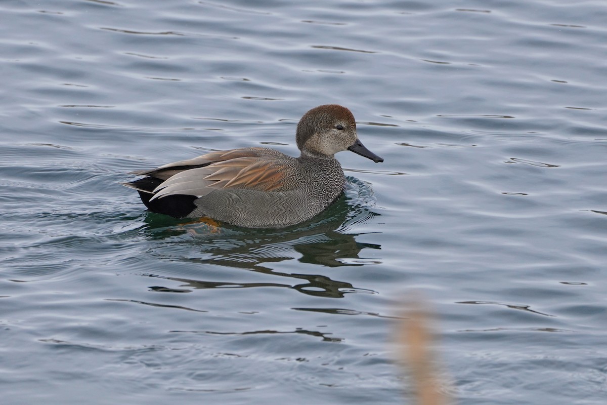 Gadwall - ML399878461