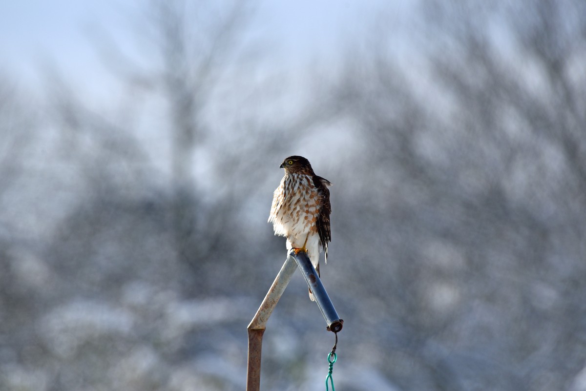 Sharp-shinned Hawk - ML399879581