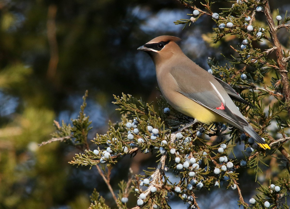 Cedar Waxwing - ML399879591